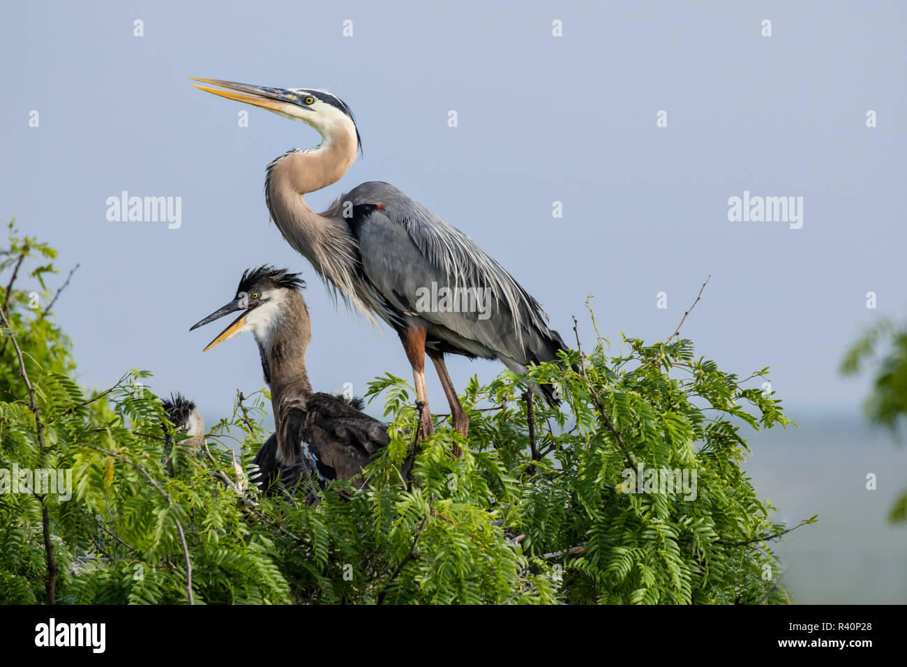 Airone blu (Ardea erodiade) adulti nesting Foto Stock