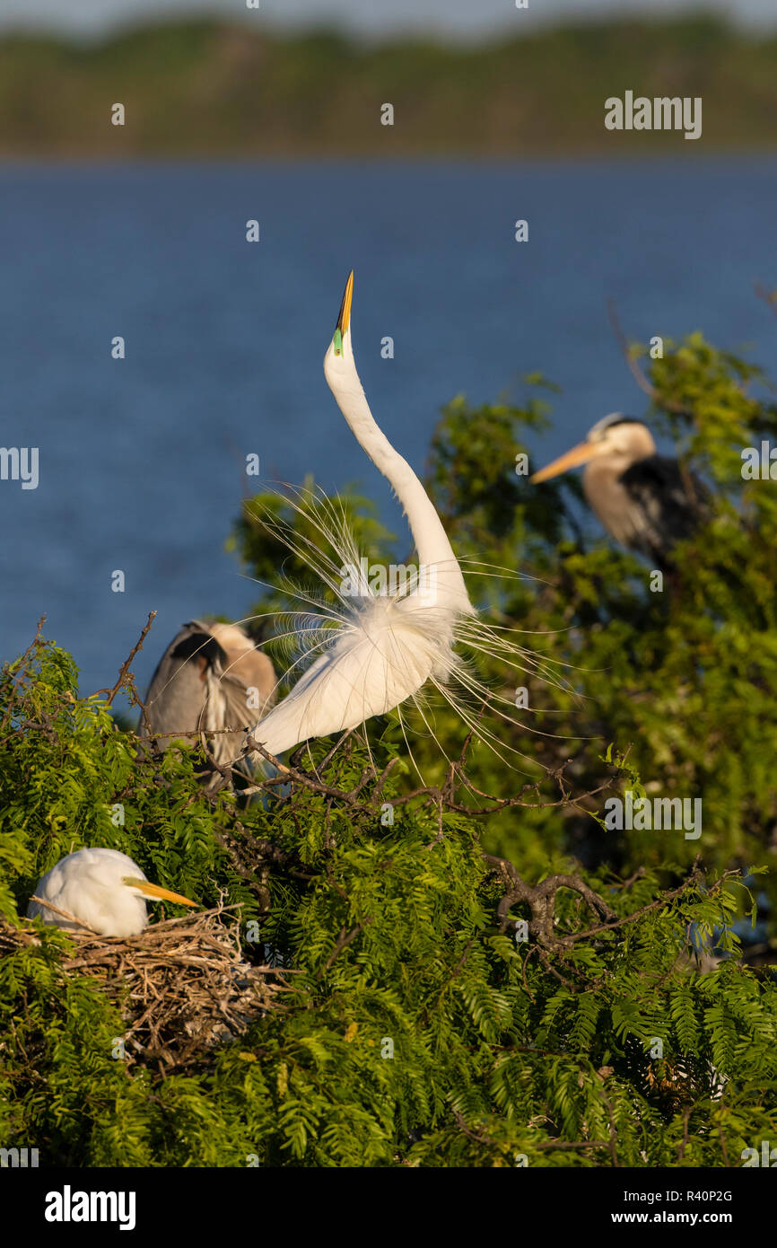 Airone bianco maggiore (Ardea alba) adulto presso il nido la visualizzazione Foto Stock