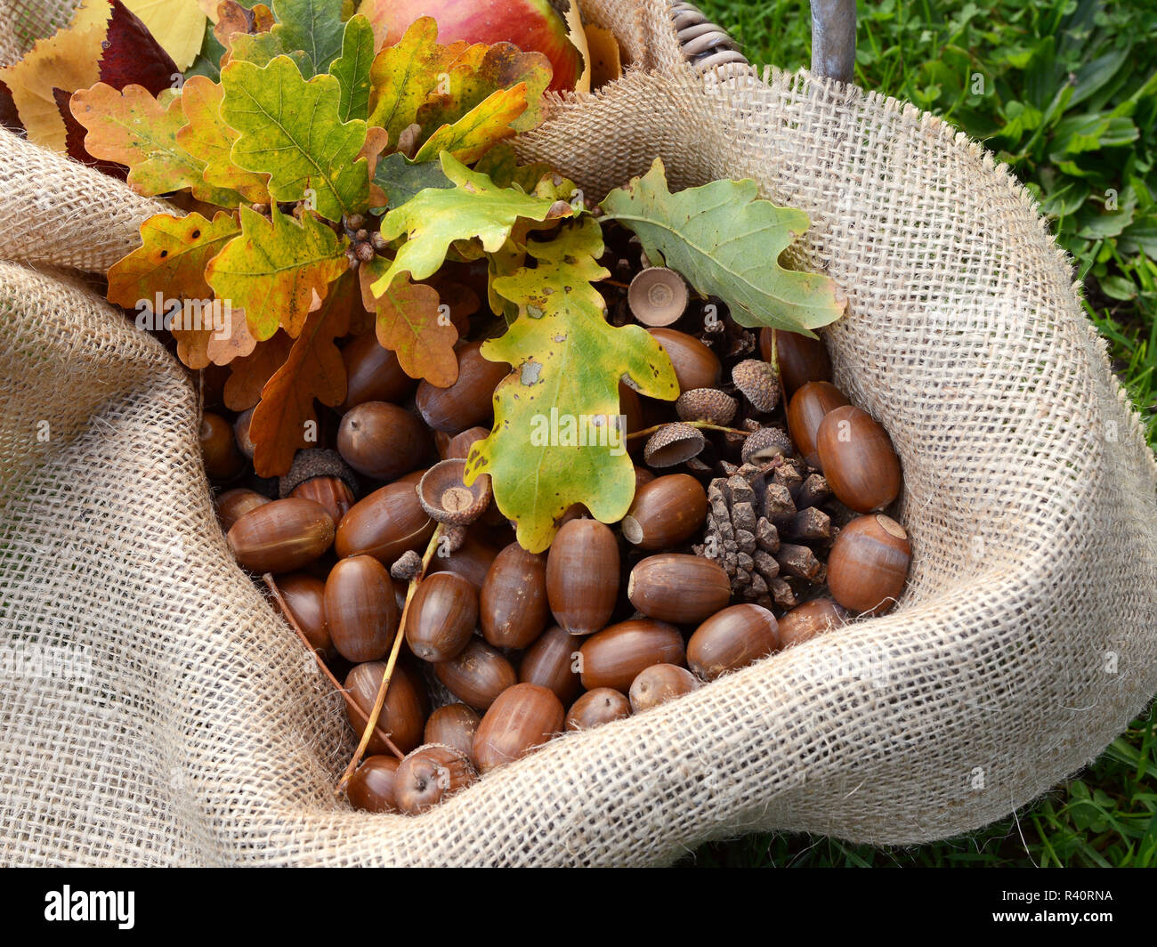 Cesto rustico con caduta di foglie di quercia e ghiande Foto Stock