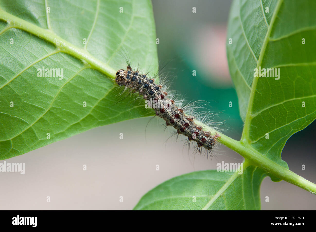 Caterpillar su una foglia Foto Stock