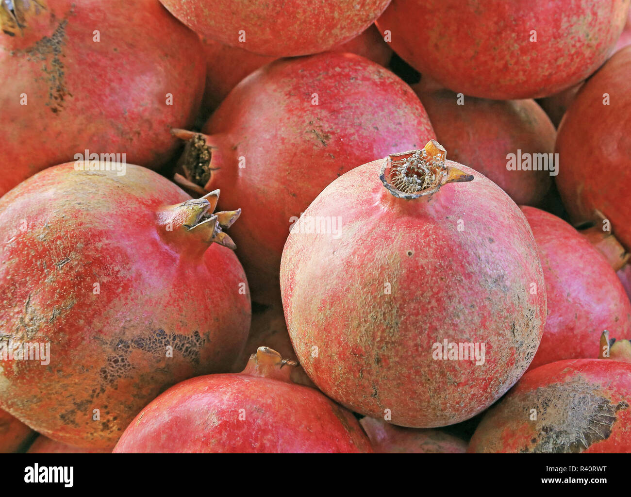 Il Melograno Punica granatum Foto Stock