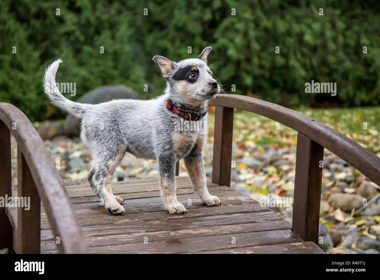 Issaquah, nello Stato di Washington, USA. Dieci settimane vecchio Miniature pinscher cucciolo in piedi su un ponte pedonale. (PR) Foto Stock