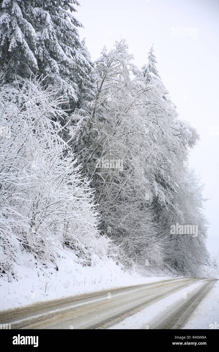 Bremerton, nello Stato di Washington. Coperta di neve hill street con sempreverdi e boccole Foto Stock