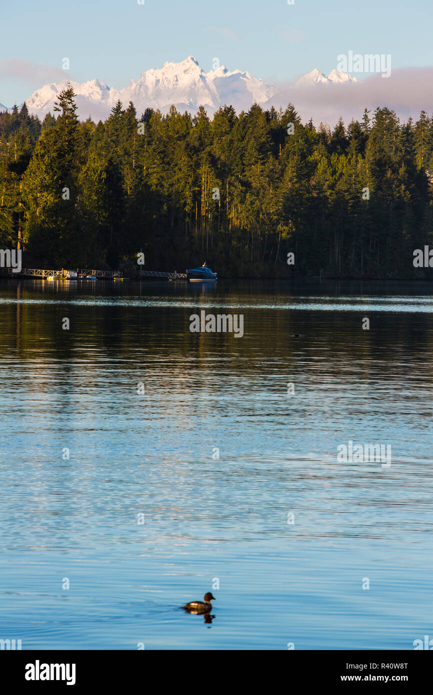 Port Ludlow, nello Stato di Washington. Duck scivola in acqua come erte cime innevate guardare in basso Foto Stock