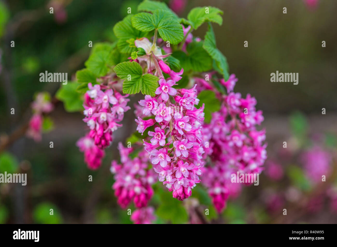 Bremerton, nello Stato di Washington. Luce e buio rosa selvatica floreale corrente fiorisce il flusso da foglie verdi Foto Stock