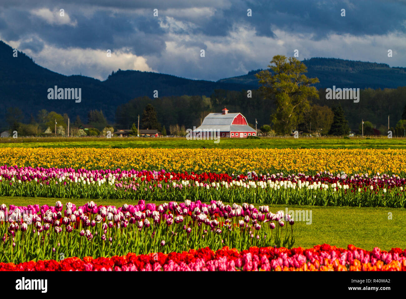 Mount Vernon, nello Stato di Washington, Tulip Town, Roozengaarde, Skagit tulip campo in multi-colori e fantasie e da un granaio rosso Foto Stock Mount Vernon, nello Stato di Washington, Tulip Town, Roozengaarde, Skagit tulip campo in multi-colori e fantasie e da un granaio rosso Foto Stock