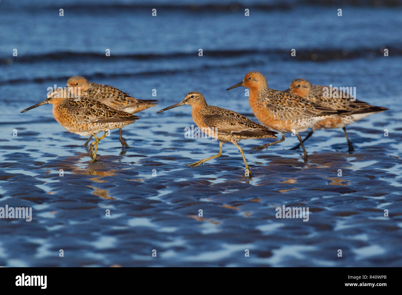 A lungo fatturati Dowitcher rosso e nodi in la piana di fango Foto Stock