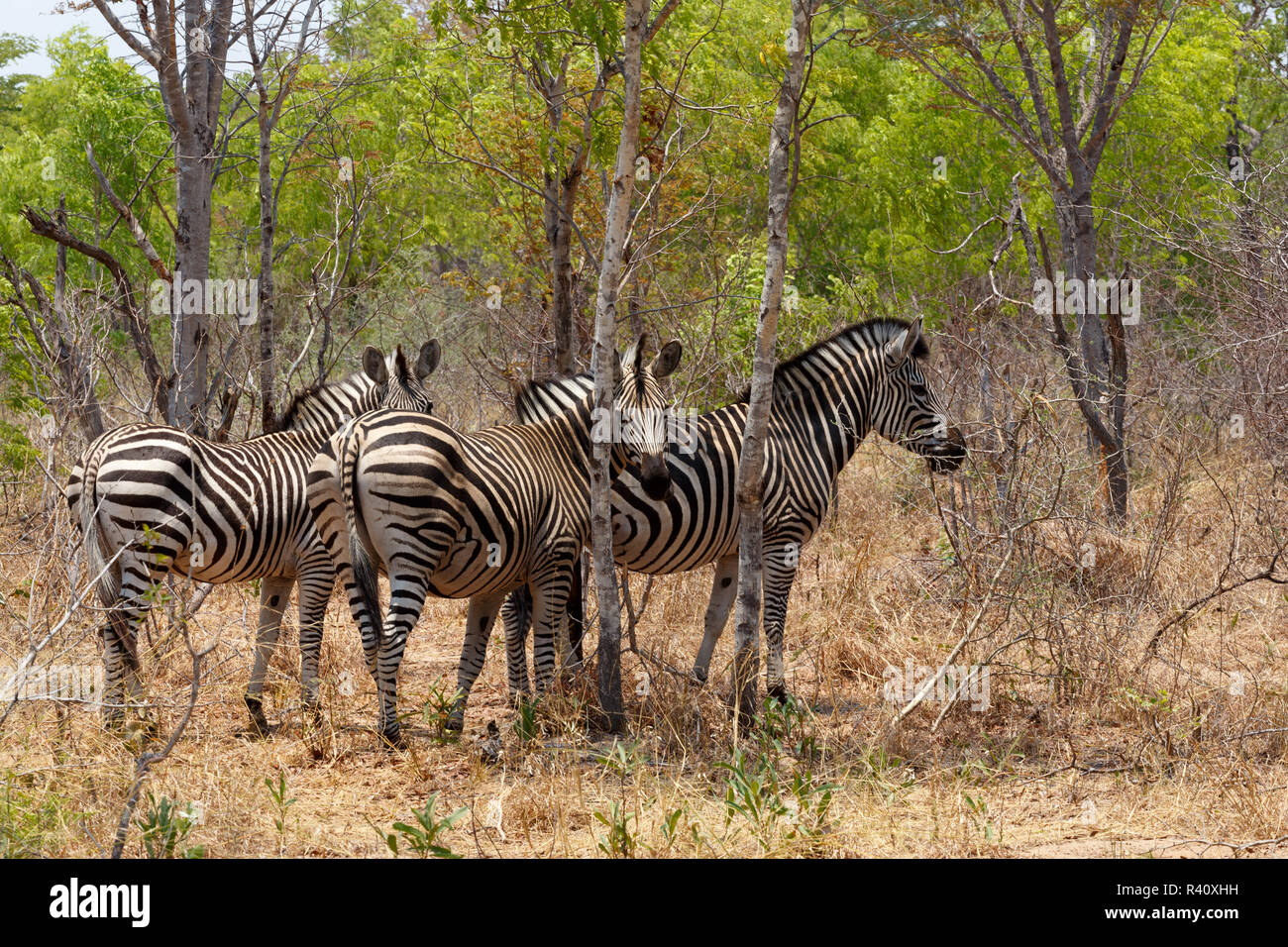 Zebra puledro in Africa la boccola di albero. Foto Stock
