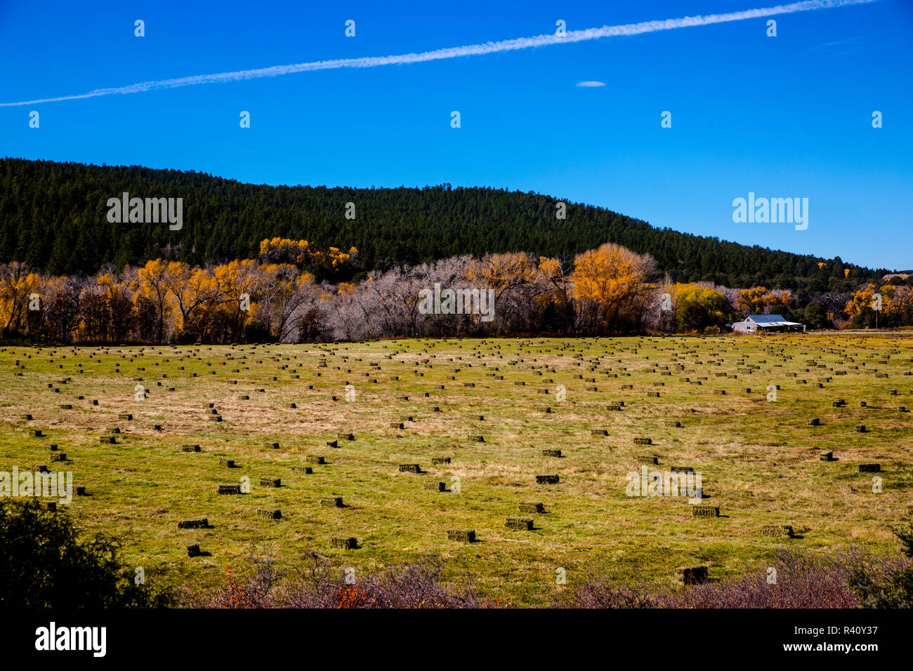 Truchas, Nuovo Messico. High Road a Taos, mattone balle di fieno che vi conducono a un fienile e autunno pioppi neri americani e pini Foto Stock
