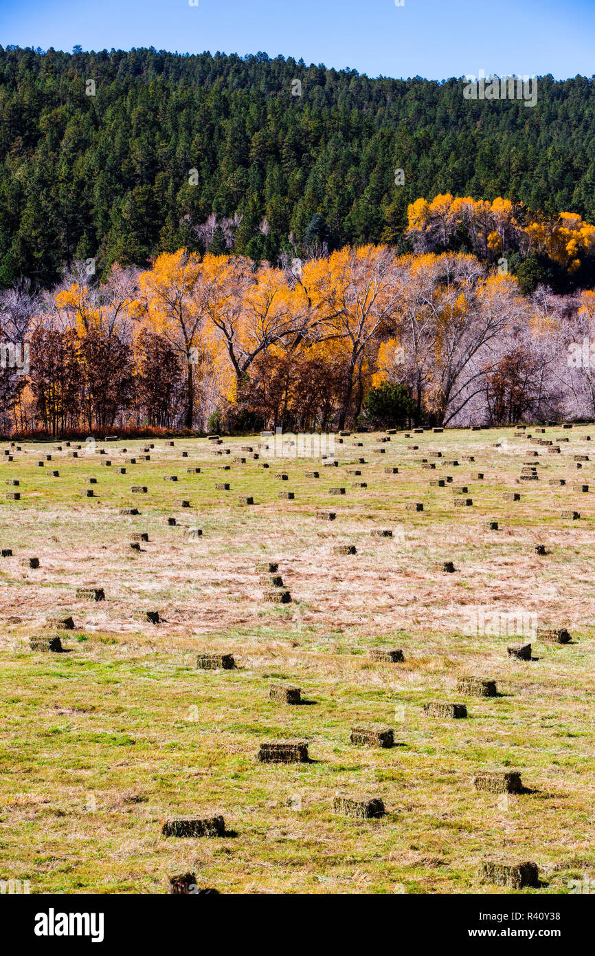 Truchas, Nuovo Messico. High Road a Taos, balle di fieno, arancione pioppi neri americani alberi, alberi di pino e un pascolo Foto Stock