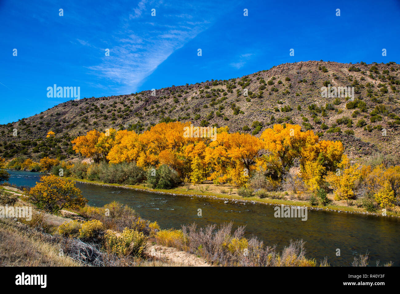 Taos, Nuovo Messico. Blazing pioppi neri americani tree e il Rio Grande Fiume Gorge in autunno Foto Stock