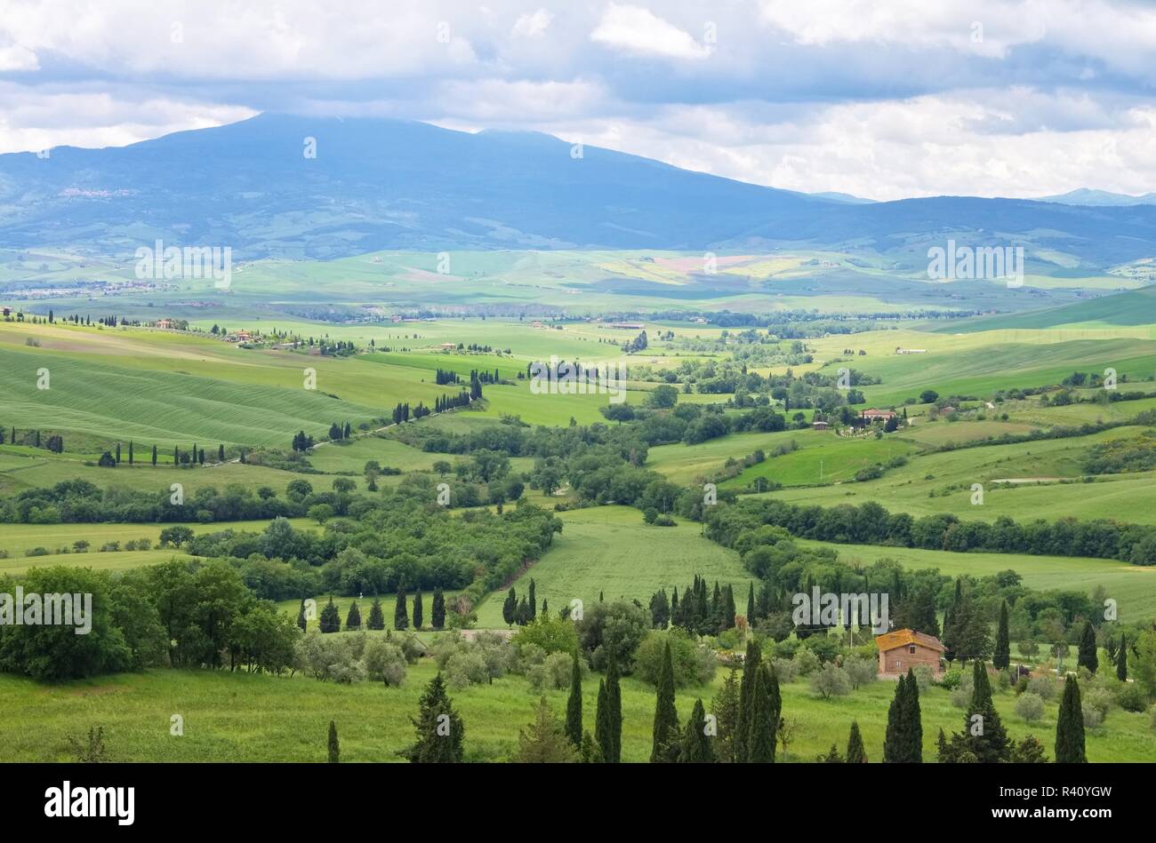 Toscana cipressi con il percorso - toscana cipressi con via 24 Foto Stock