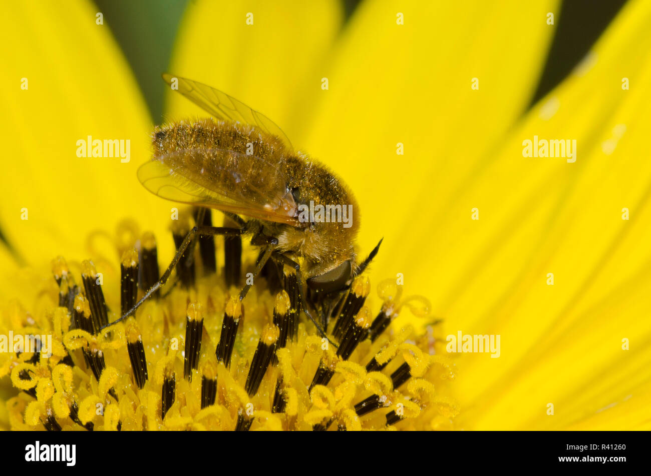 Bee Fly, Sparnopolius sp., su Maximilian, girasole Helianthus maximiliani Foto Stock