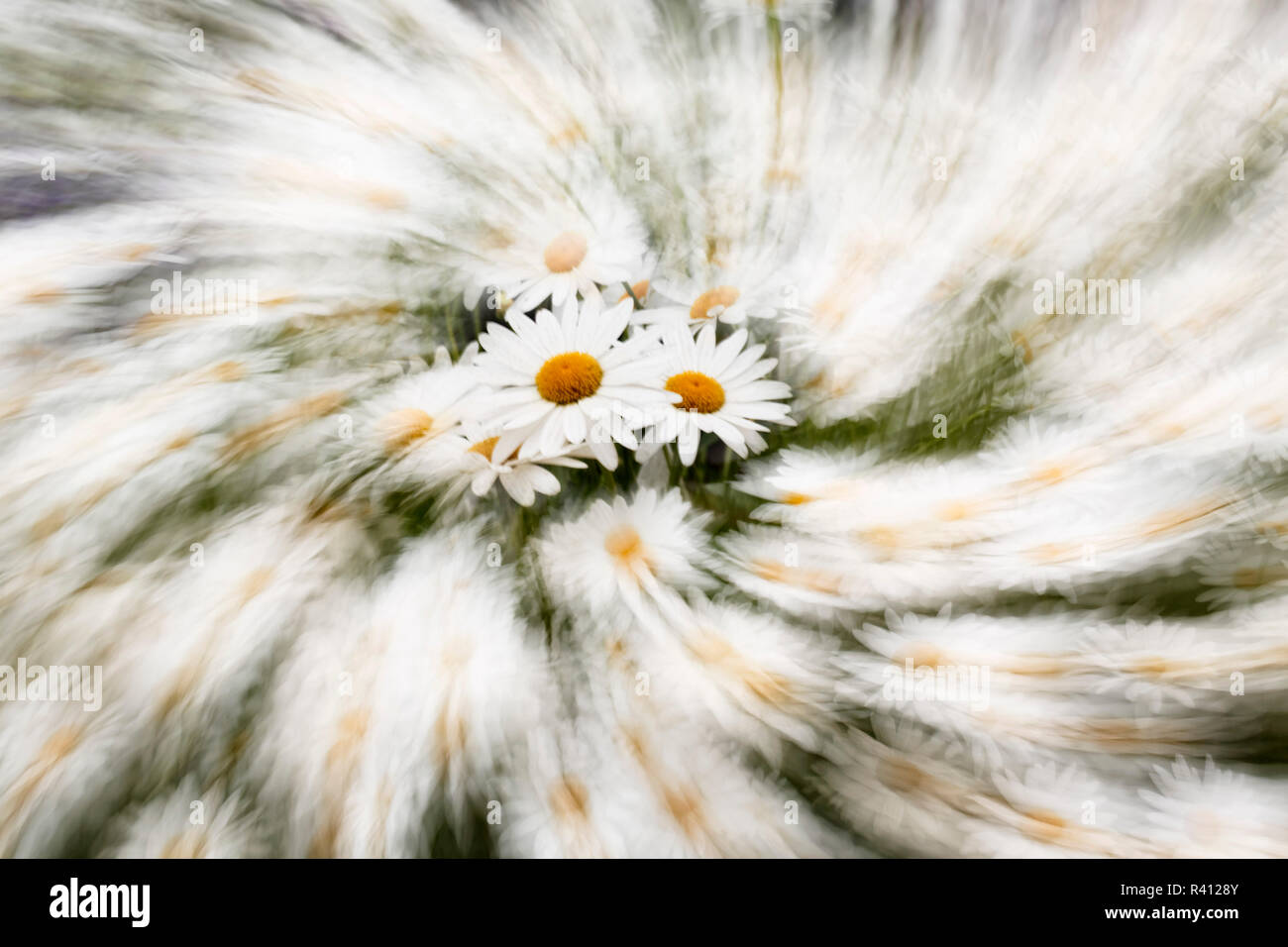 Fiori a margherita e la recinzione, Cannon Beach, Oregon Foto Stock