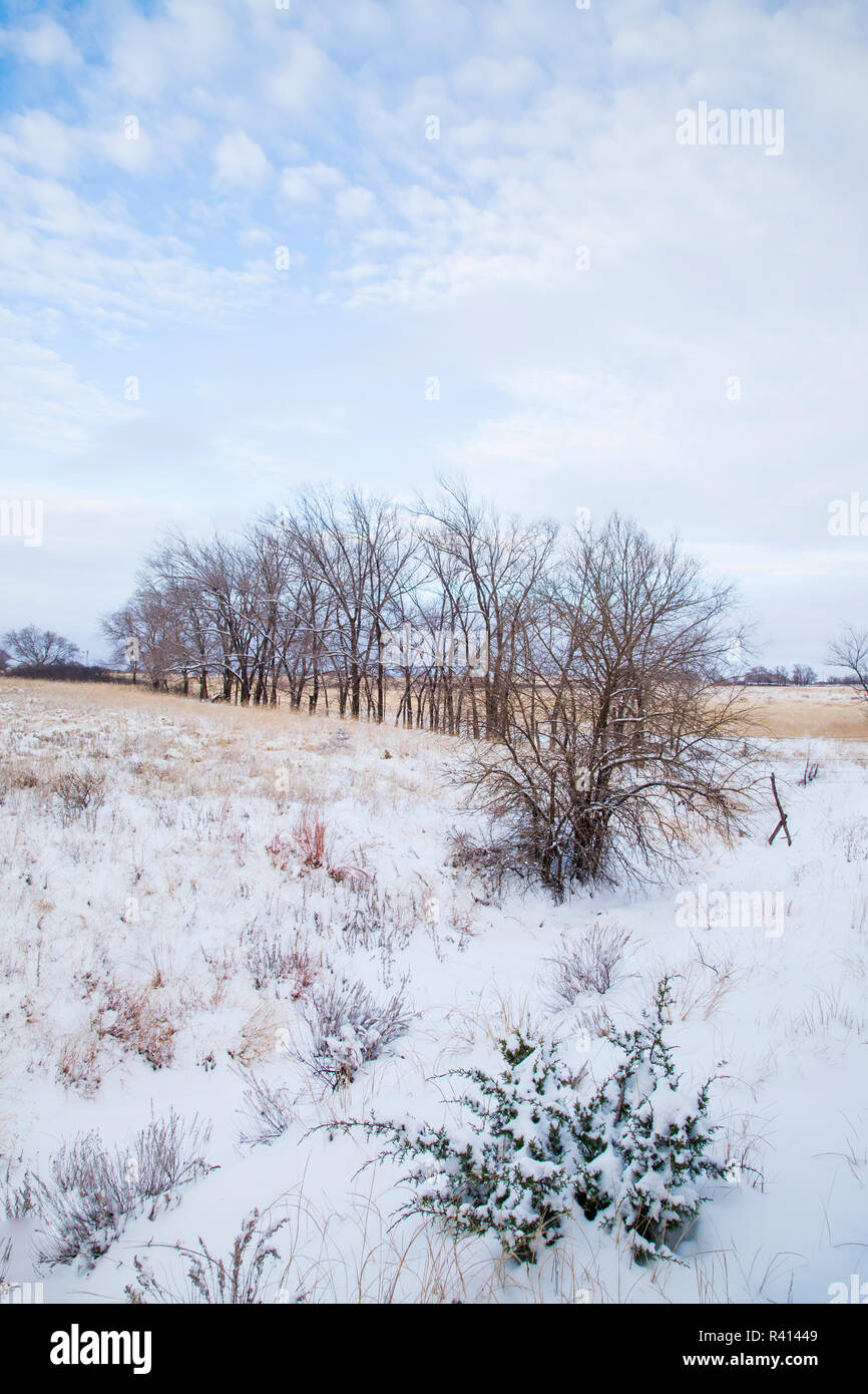 La neve sulla prateria Foto Stock