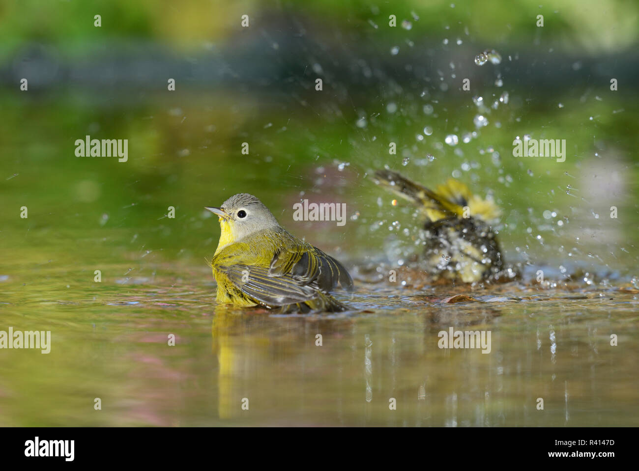 Nashville trillo (Vermivora ruficapilla), Adulto di balneazione in stagno, Hill Country, Texas, Stati Uniti d'America Foto Stock