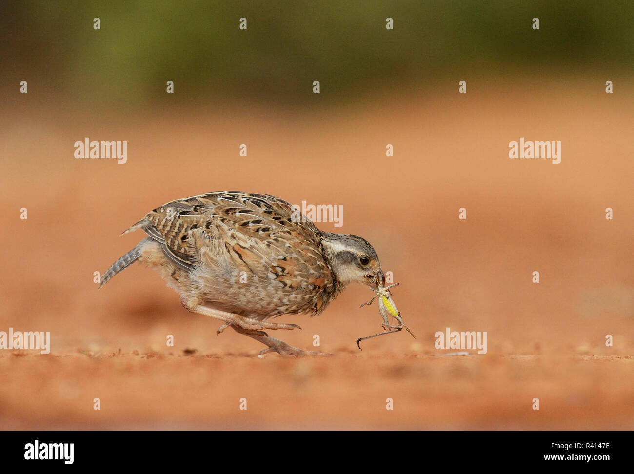 Northern Bobwhite (Colinus virginianus), giovane mangiare grasshopper preda, Rio Grande Valley, South Texas, Stati Uniti d'America Foto Stock