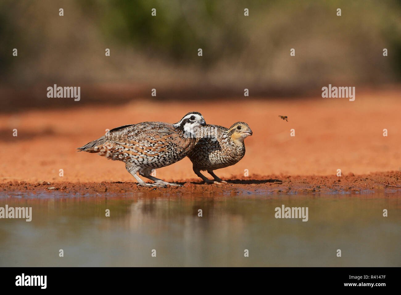 Northern Bobwhite (Colinus virginianus), coppia di bere a stagno, Rio Grande Valley, South Texas, Stati Uniti d'America Foto Stock