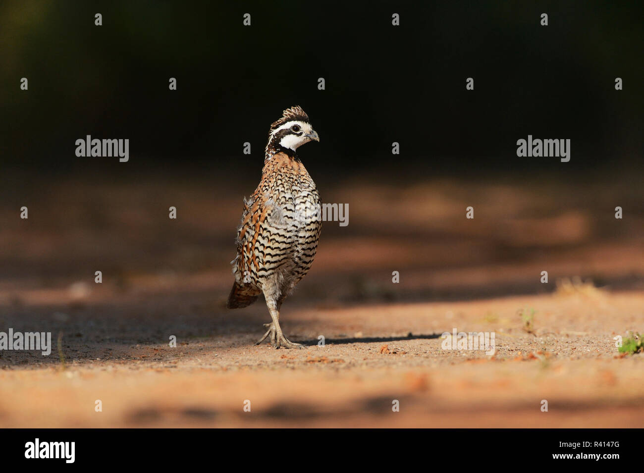 Northern Bobwhite (Colinus virginianus), maschio, Rio Grande Valley, South Texas, Stati Uniti d'America Foto Stock