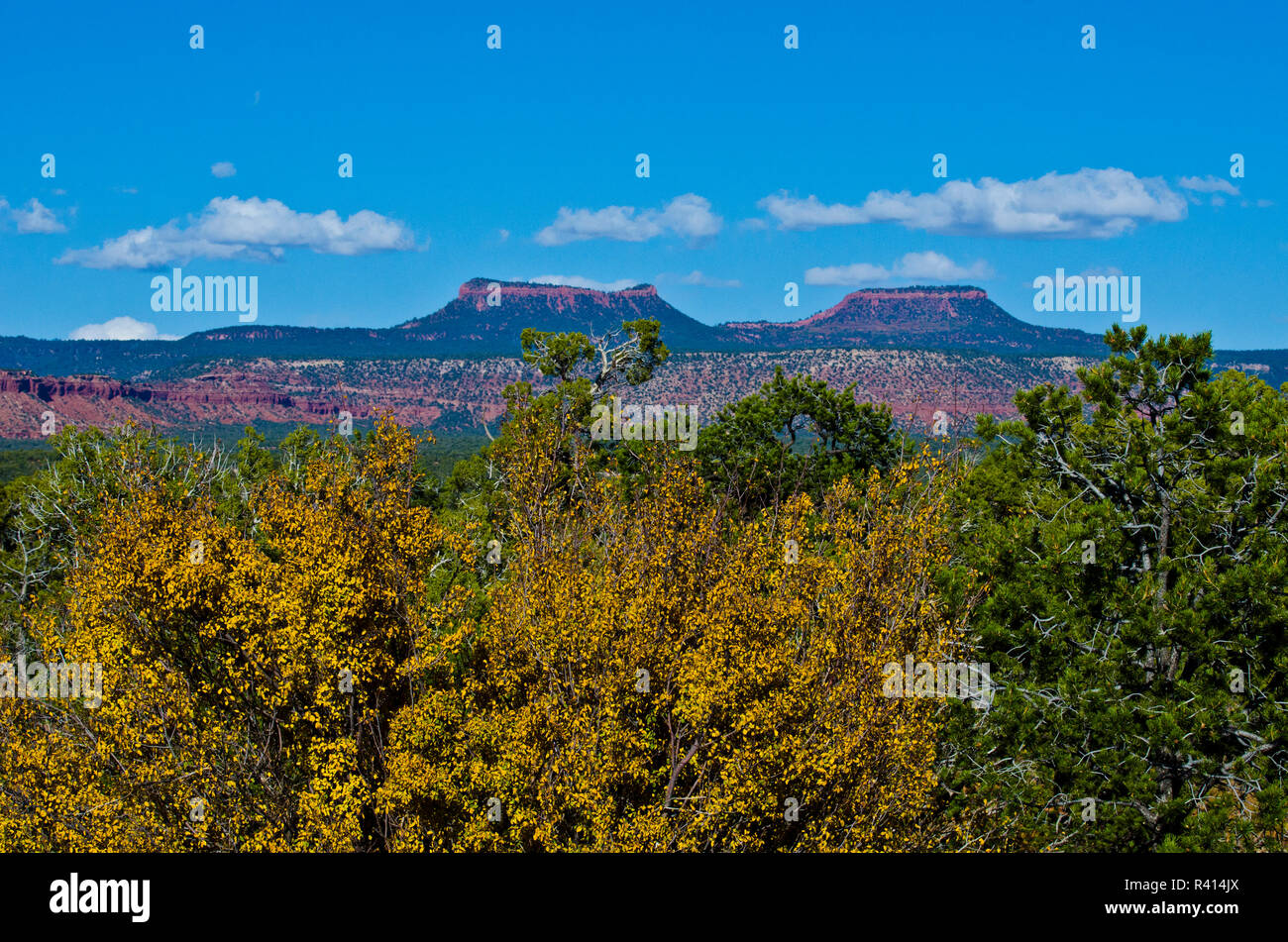 Stati Uniti d'America, Utah, Bluff, orsi orecchie degli orsi orecchie monumento nazionale Foto Stock