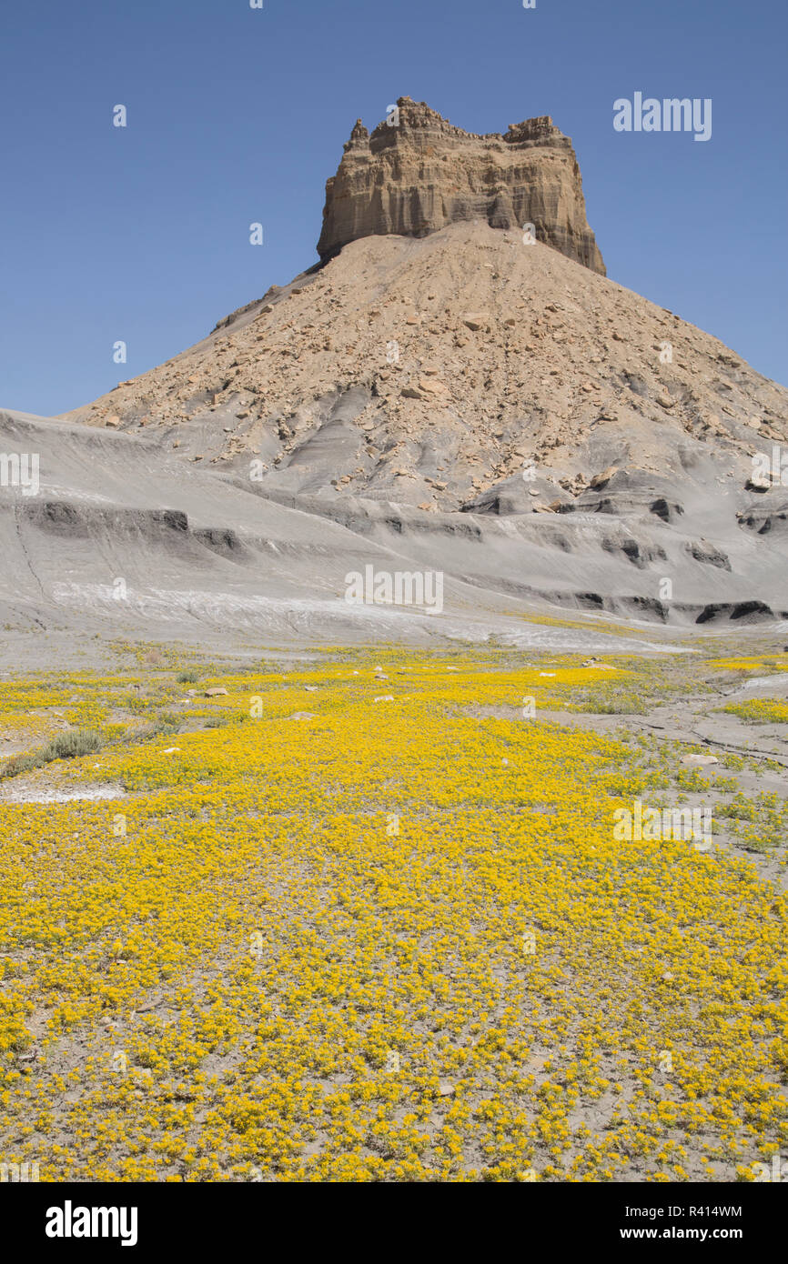 Stati Uniti d'America, Utah, Lake Powell Recreation Area. Giallo bee impianto decora deserto in primavera. Foto Stock