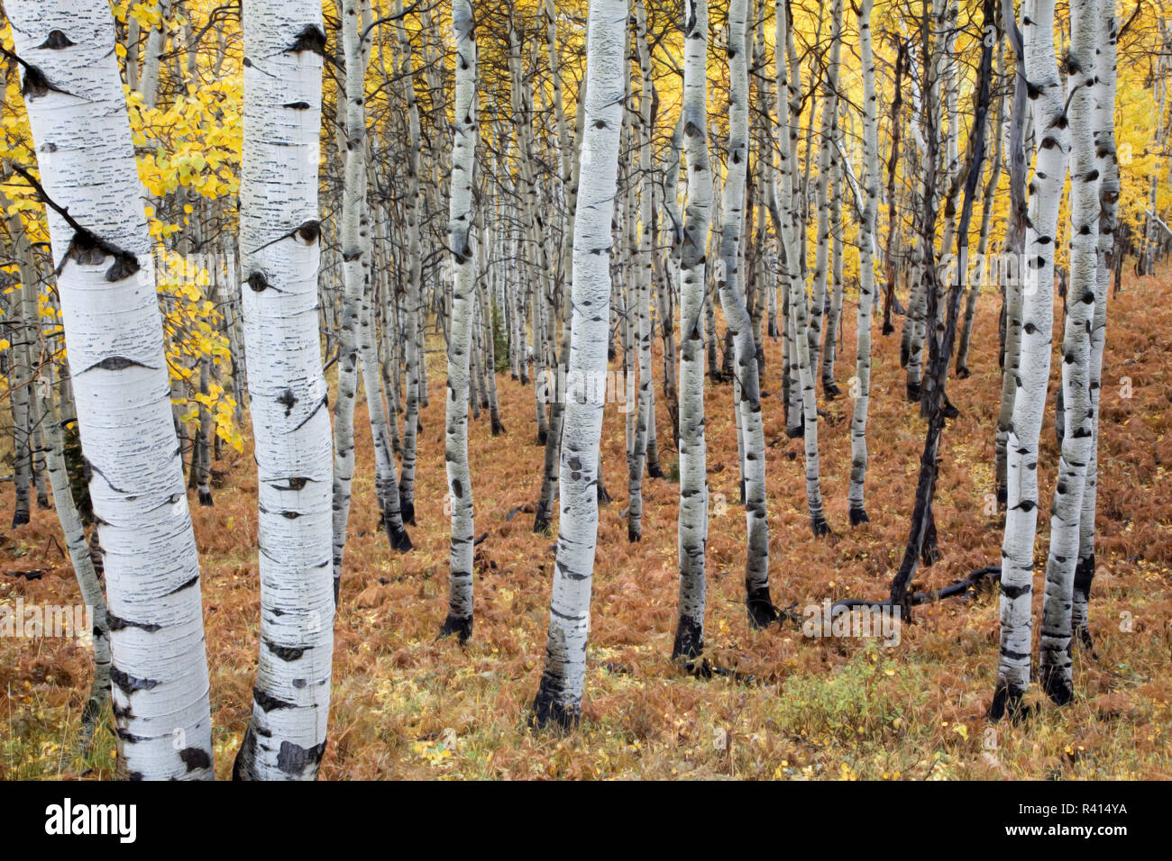 Stati Uniti d'America, Utah, Uinta Cache Wasatch National Forest, Aspen, Foto Stock