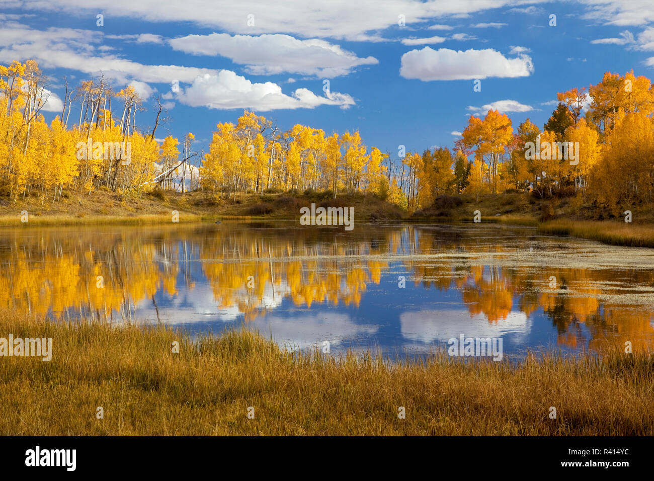 Stati Uniti d'America, Utah, Dixie National Forest, Aspen, lago Foto Stock