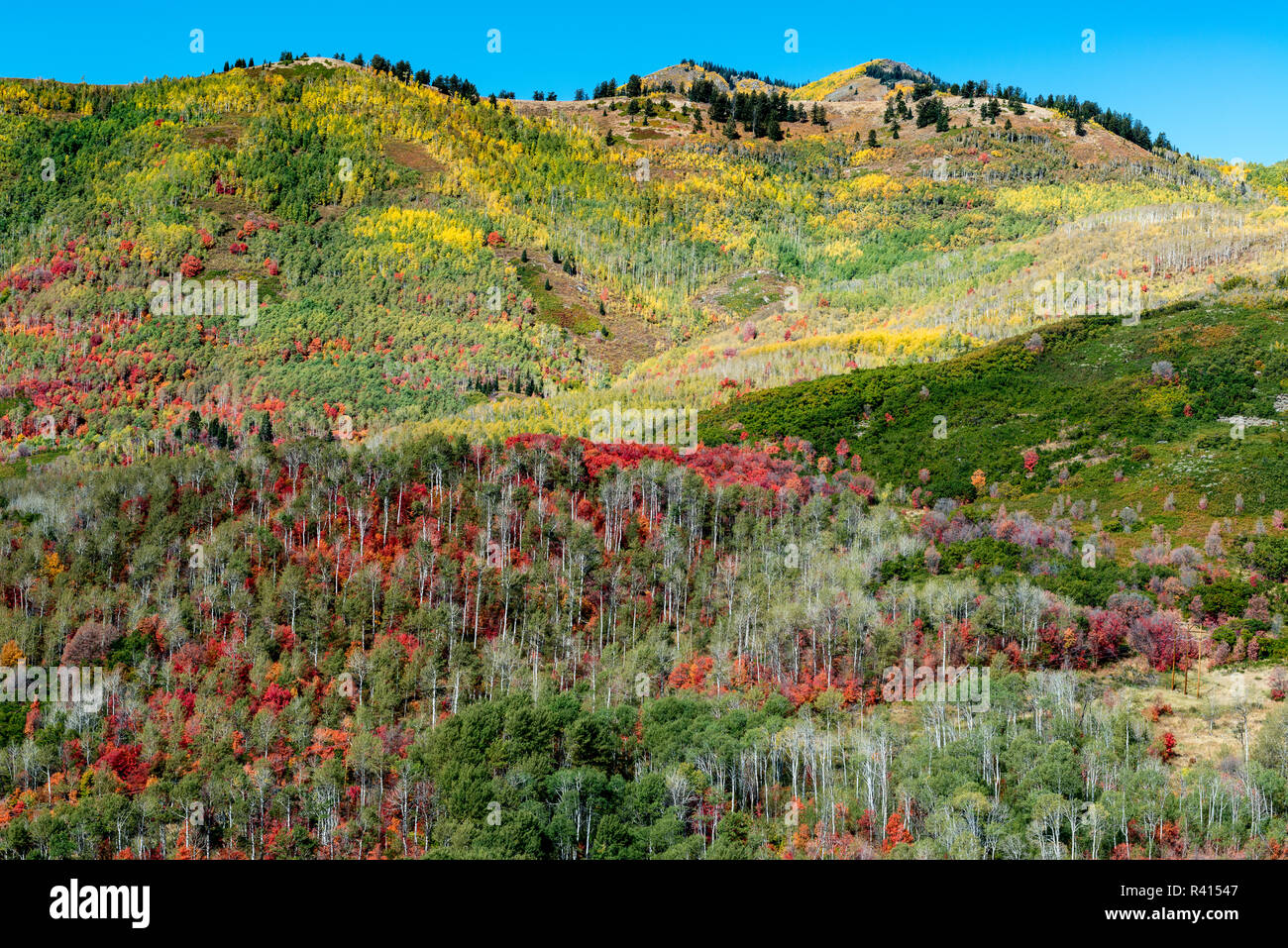 Brillante caduta delle foglie nei pressi di Midway e Heber Valley, Utah Foto Stock