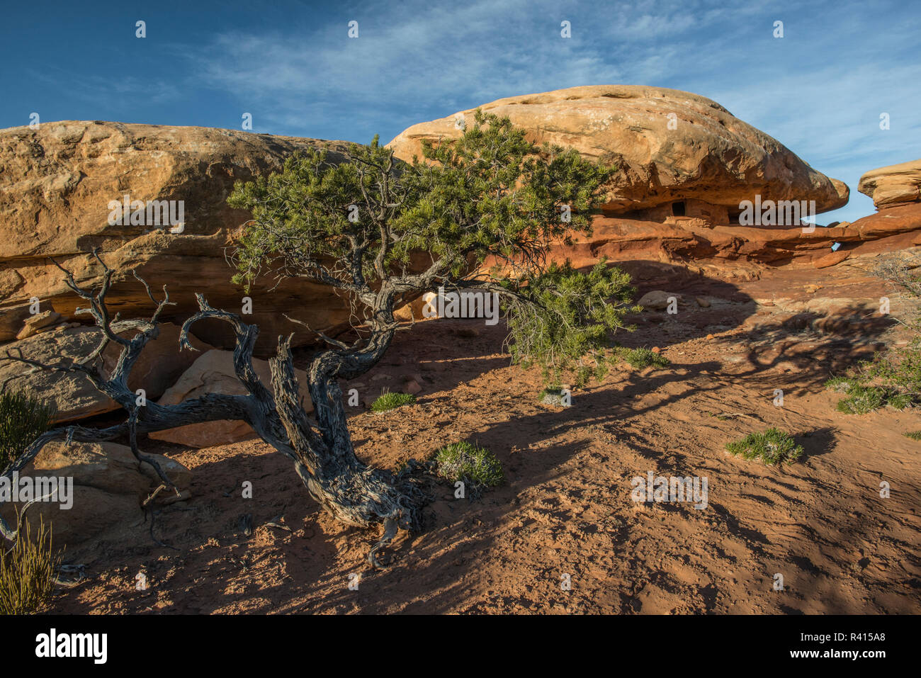 Stati Uniti d'America, Utah. Tappo di rovine di roccia, Colorado Plateau, Cedar Mesa, porta le orecchie monumento nazionale Foto Stock