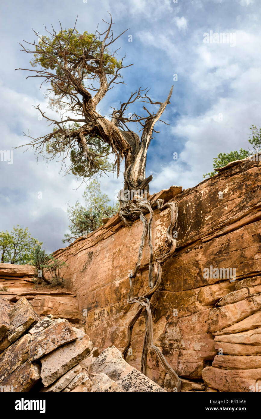 Stati Uniti d'America, Utah. Deserto ginepro (Juniperus osteosperma) crescono fuori di una parete del canyon, Cedar Mesa Foto Stock