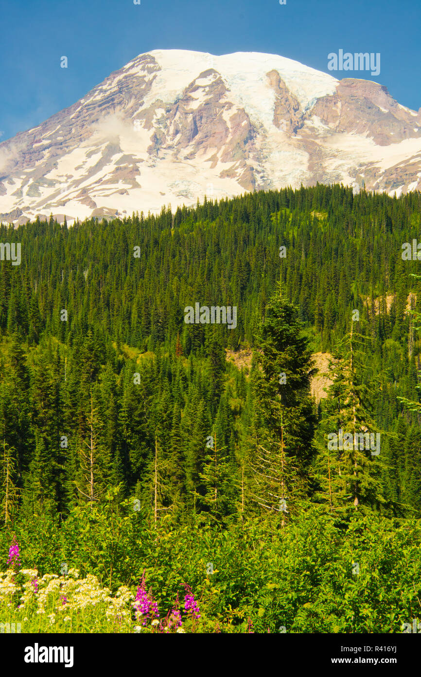 Mount Rainier e fiori selvatici, Louise Lake, il Parco Nazionale del Monte Rainier, nello Stato di Washington, USA Foto Stock