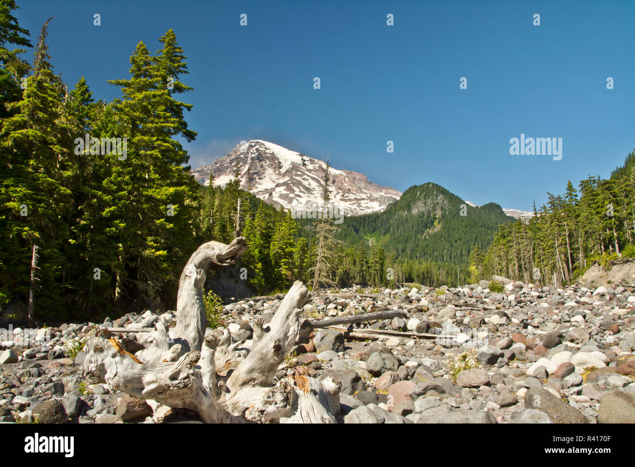 Il Monte Rainier, driftwood, Nisqually Area fluviale, il Parco Nazionale del Monte Rainier, nello Stato di Washington, USA Foto Stock