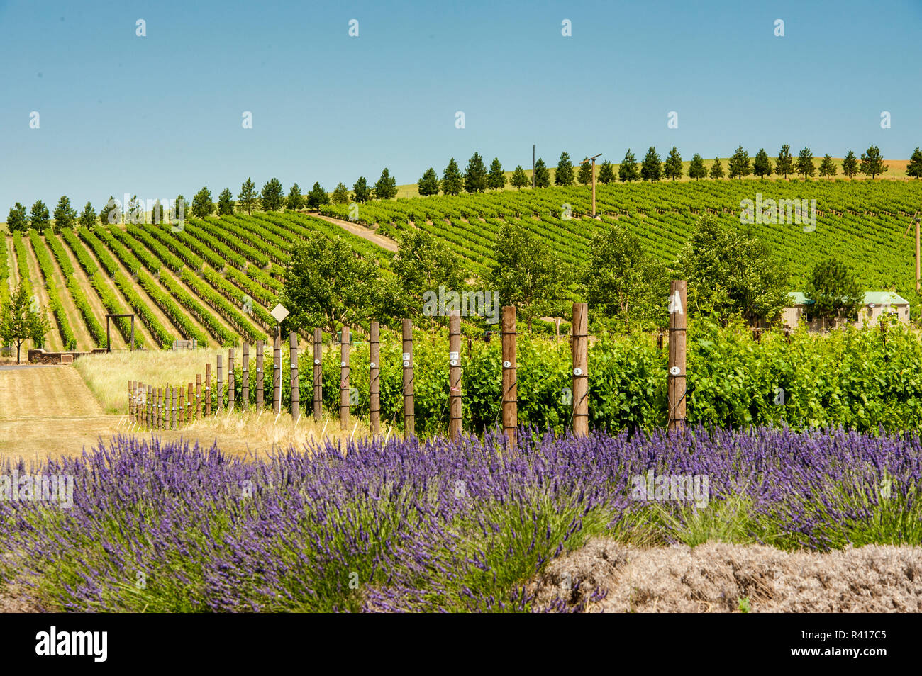 Stati Uniti d'America, nello Stato di Washington, Walla Walla. Lavanda presso la vigna di aMaurice cantine. Foto Stock