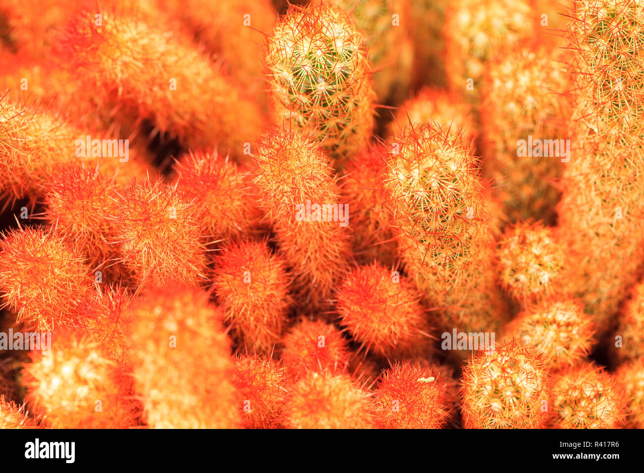 Mammillaria elongata (oro pizzi di cactus o ladyfinger cactus). Nativo del Messico centrale, coltivata in un giardino a Seattle. Foto Stock