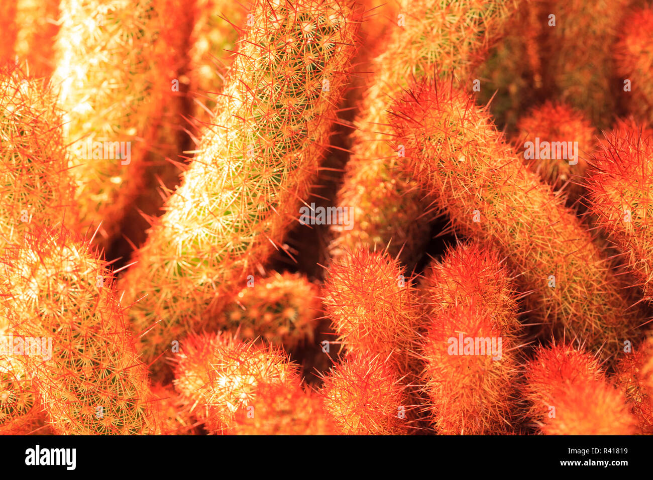 Mammillaria elongata (oro pizzi di cactus o ladyfinger cactus). Nativo del Messico centrale, coltivata in un giardino a Seattle. Foto Stock
