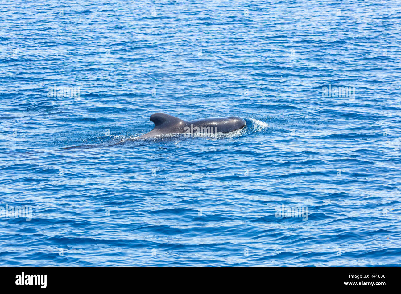 A breve alettato Balene Pilota (Globicephala macrohynchus) al largo di San Diego, California, Oceano Pacifico Foto Stock