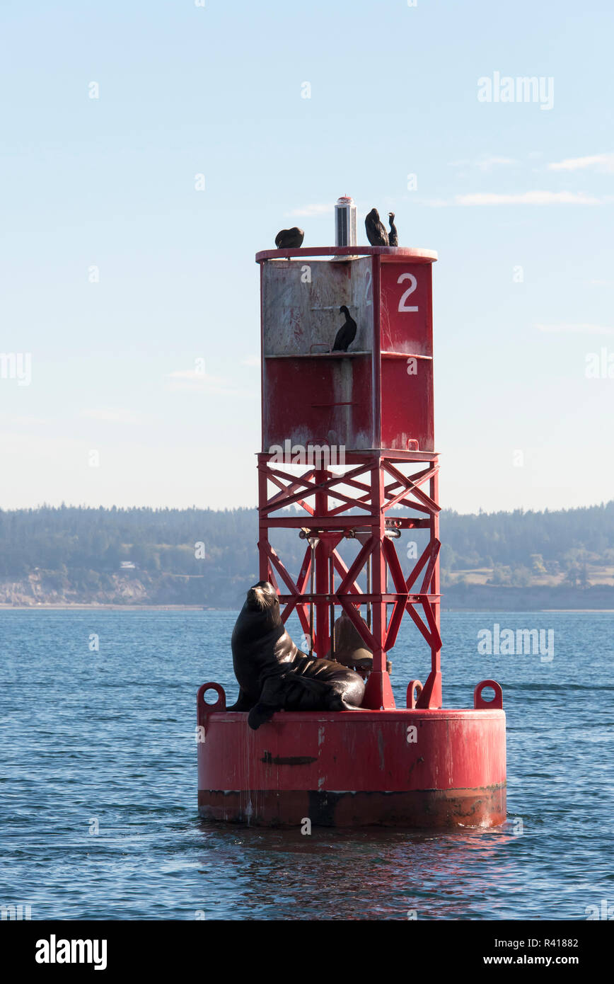 Stati Uniti d'America, nello Stato di Washington. Puget Sound, California Sea Lion e cormorani sulla boa di navigazione Foto Stock