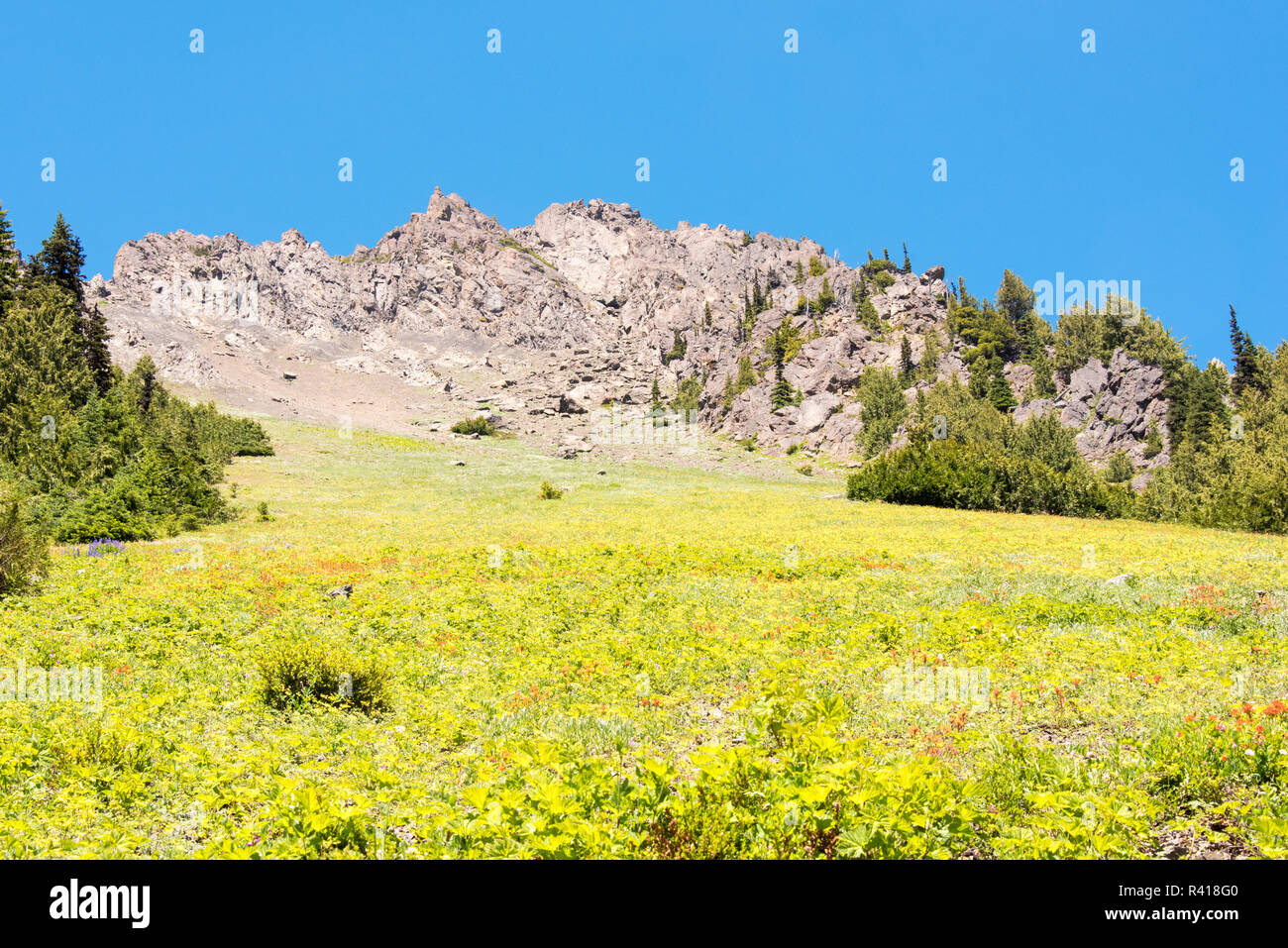 Stati Uniti d'America, nello Stato di Washington, Penisola Olimpica. Tappeto denso di fiori di campo sul sentiero di marmotta Pass Buckhorn deserto Foto Stock