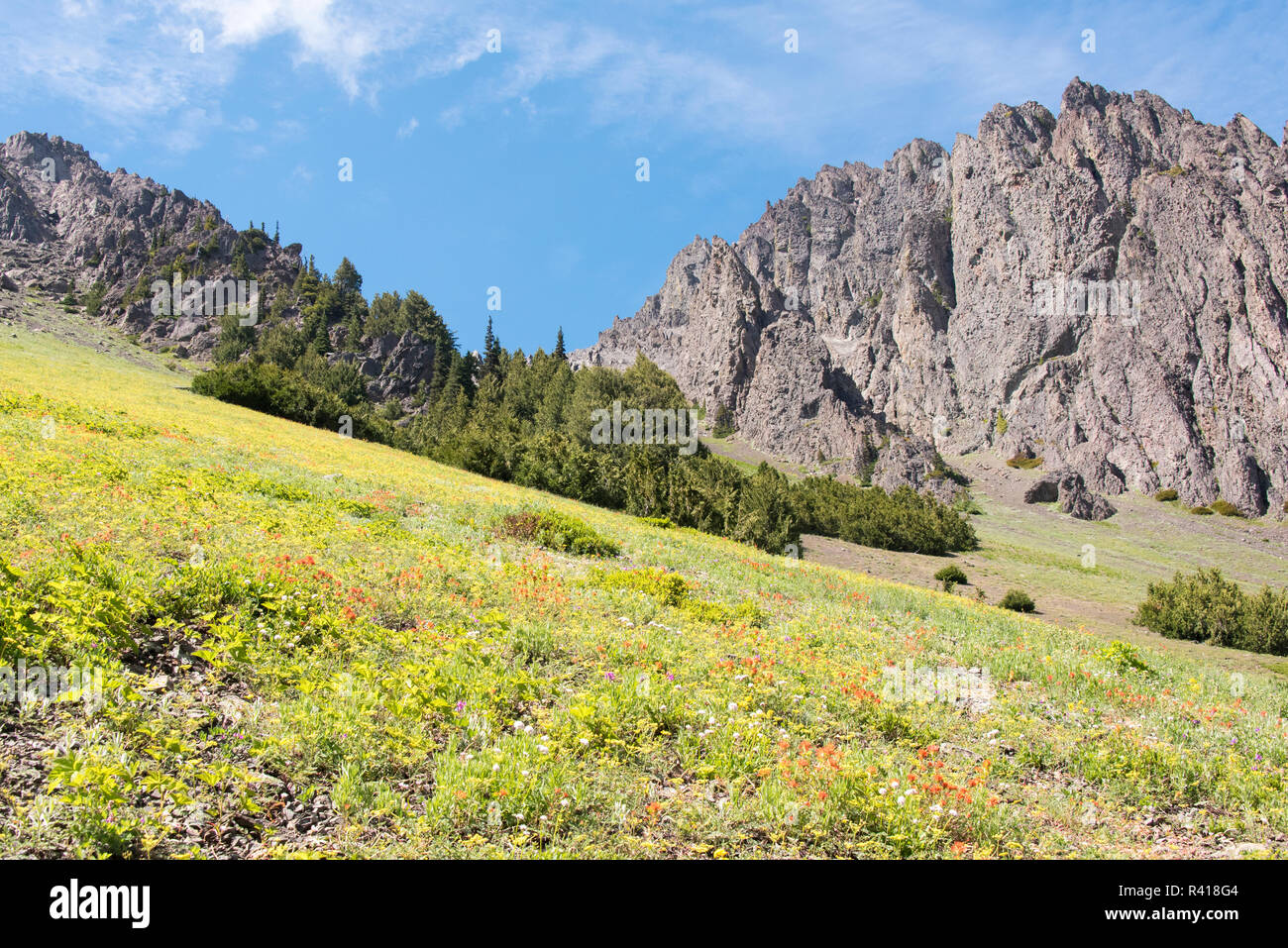 Stati Uniti d'America, nello Stato di Washington, Buckhorn deserto. La marmotta Pass trail Olympic National Forest. Colline tappezzate w fiori selvatici Foto Stock