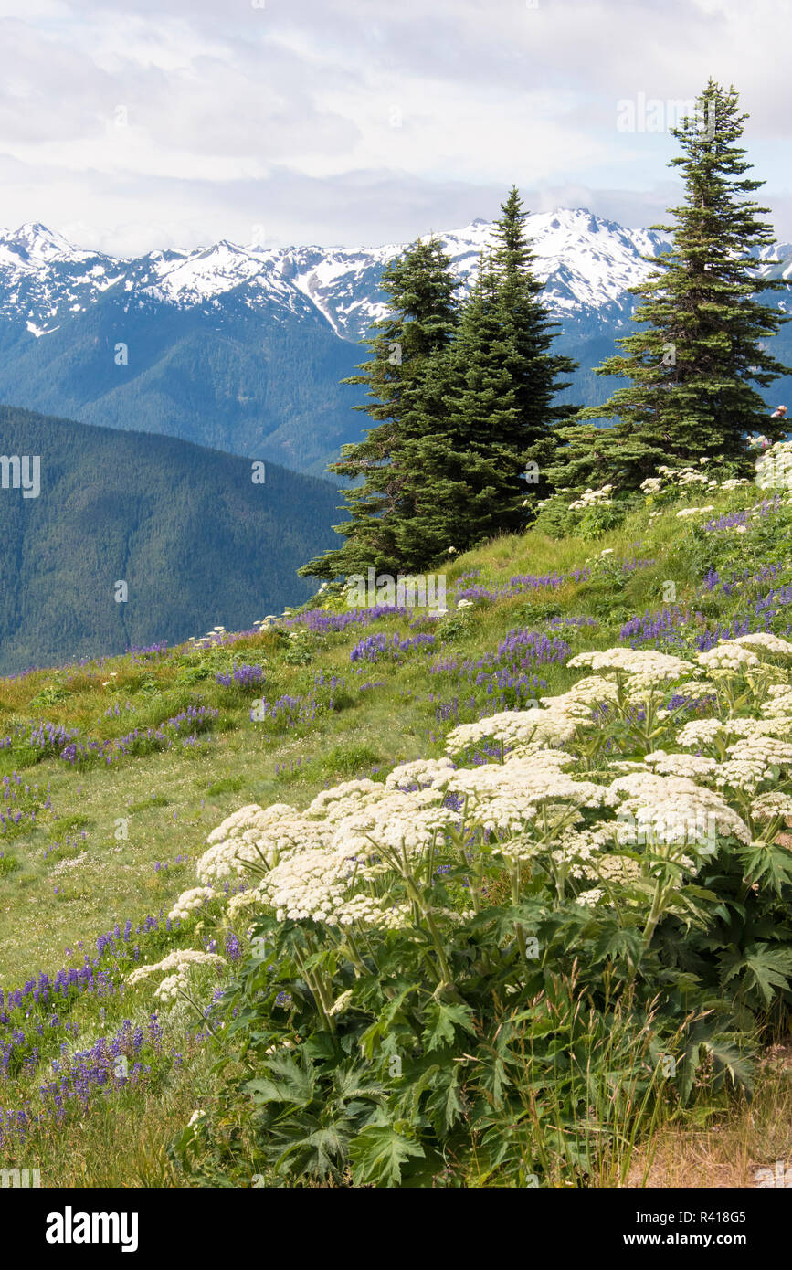 Stati Uniti d'America, nello Stato di Washington, il Parco Nazionale di Olympic. Vista espansiva di fiori selvaggi sulle colline coperte da Hurricane Ridge area del parco Foto Stock