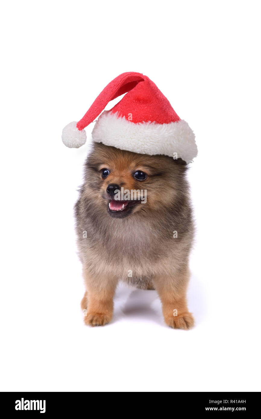 Poco carino pomerania cucciolo rosso che indossa Babbo Natale hat su sfondo bianco. Foto Stock