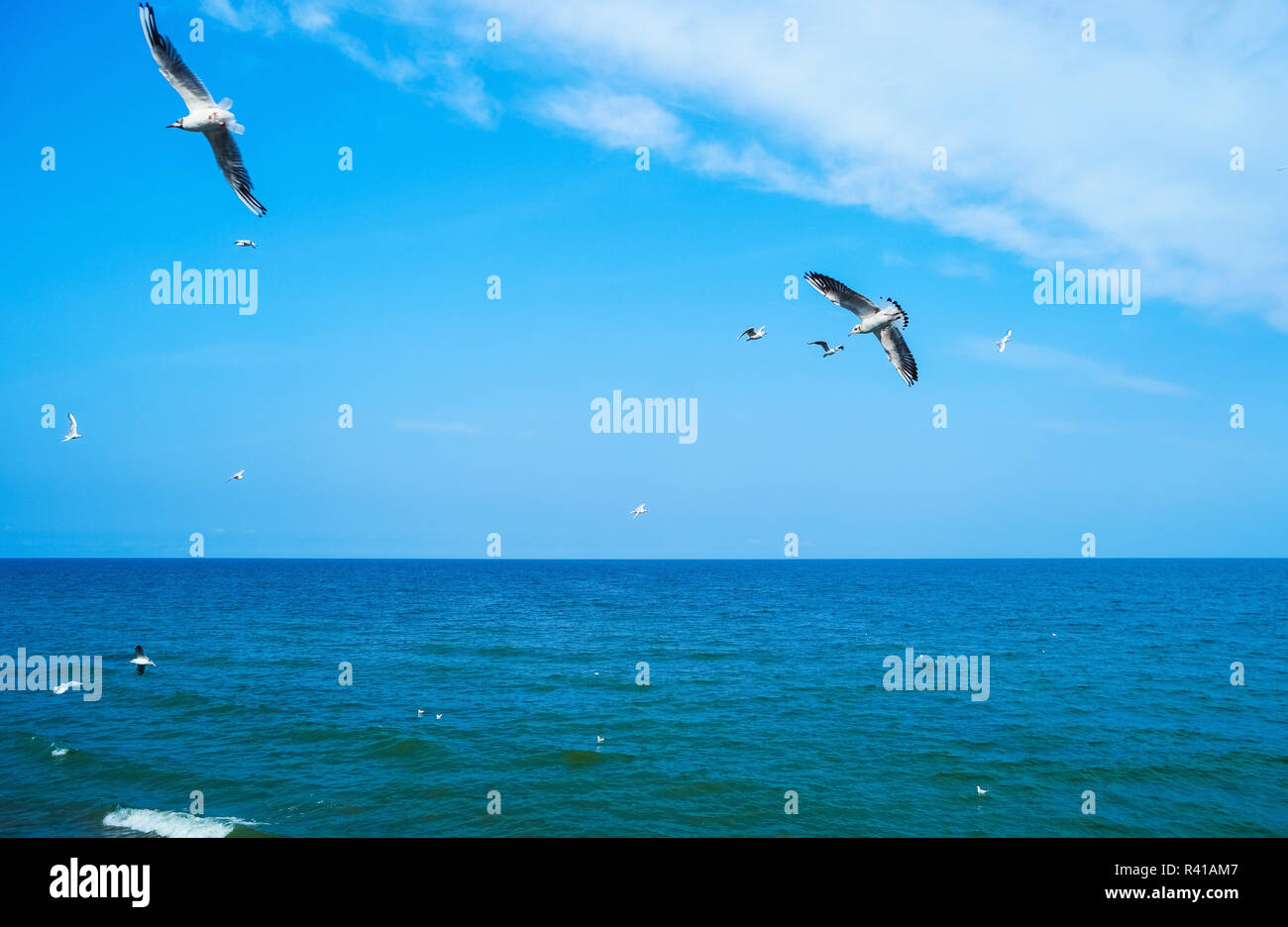 I gabbiani sorvolano il mare Foto Stock