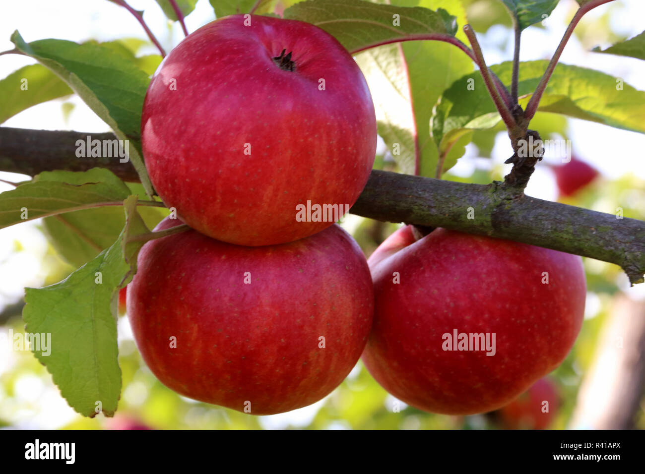 Tre mature mele rosse sulla struttura ad albero Foto Stock
