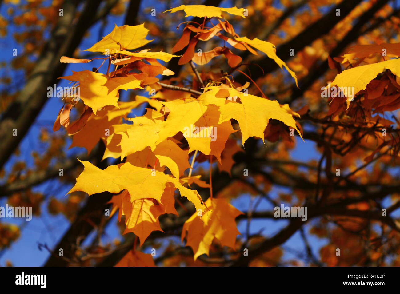 Golden foglie di acero nel parco contro il cielo Foto Stock