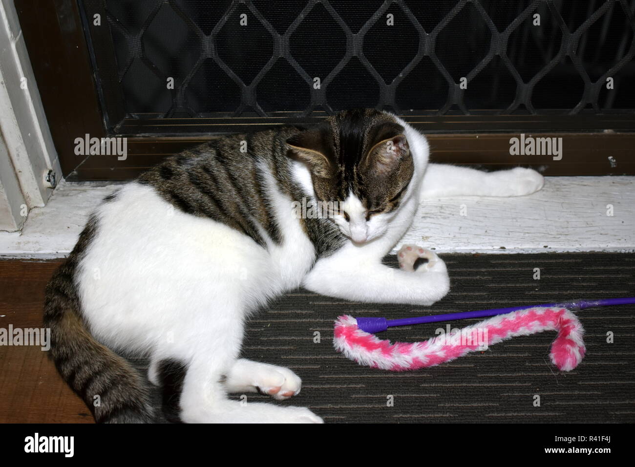 Domestico tabby cat. Foto Stock Domestico tabby cat. Foto Stock