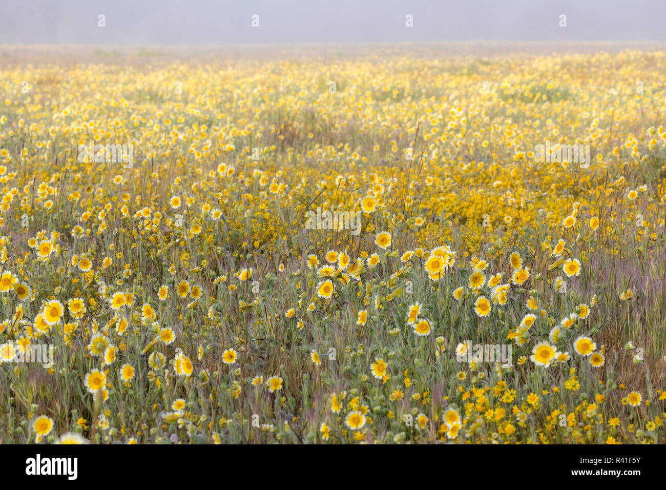 Stati Uniti, California, Shell Creek. Campo ordinato fiori di punta. Credito come: Don Paulson Jaynes / Galleria / DanitaDelimont. com Foto Stock