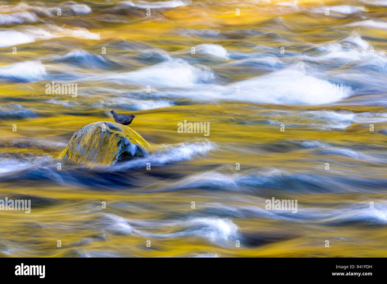 Stati Uniti d'America, nello Stato di Washington, il Parco Nazionale di Olympic. Golden River riflessioni dal soleggiato alberi di acero. Foto Stock