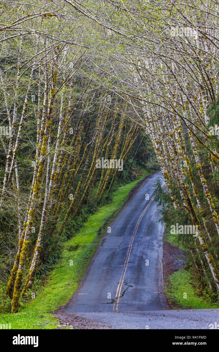 Albero di ontano baldacchino sopra l'Hoh Road nell'Olympic National Forest, nello Stato di Washington, USA Foto Stock