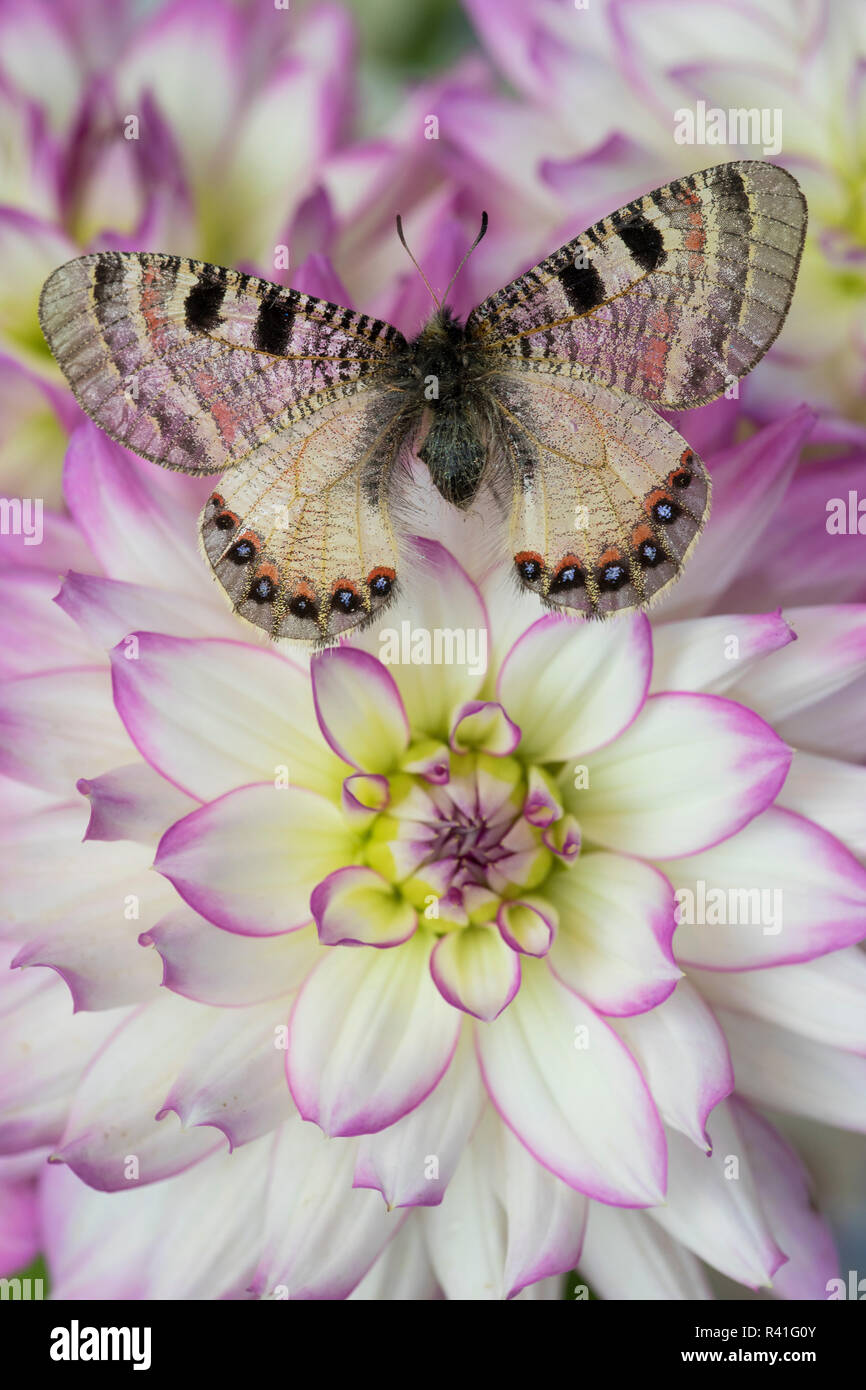 Archon apolinus butterfly sul bianco rosaceo Dahlia Foto Stock