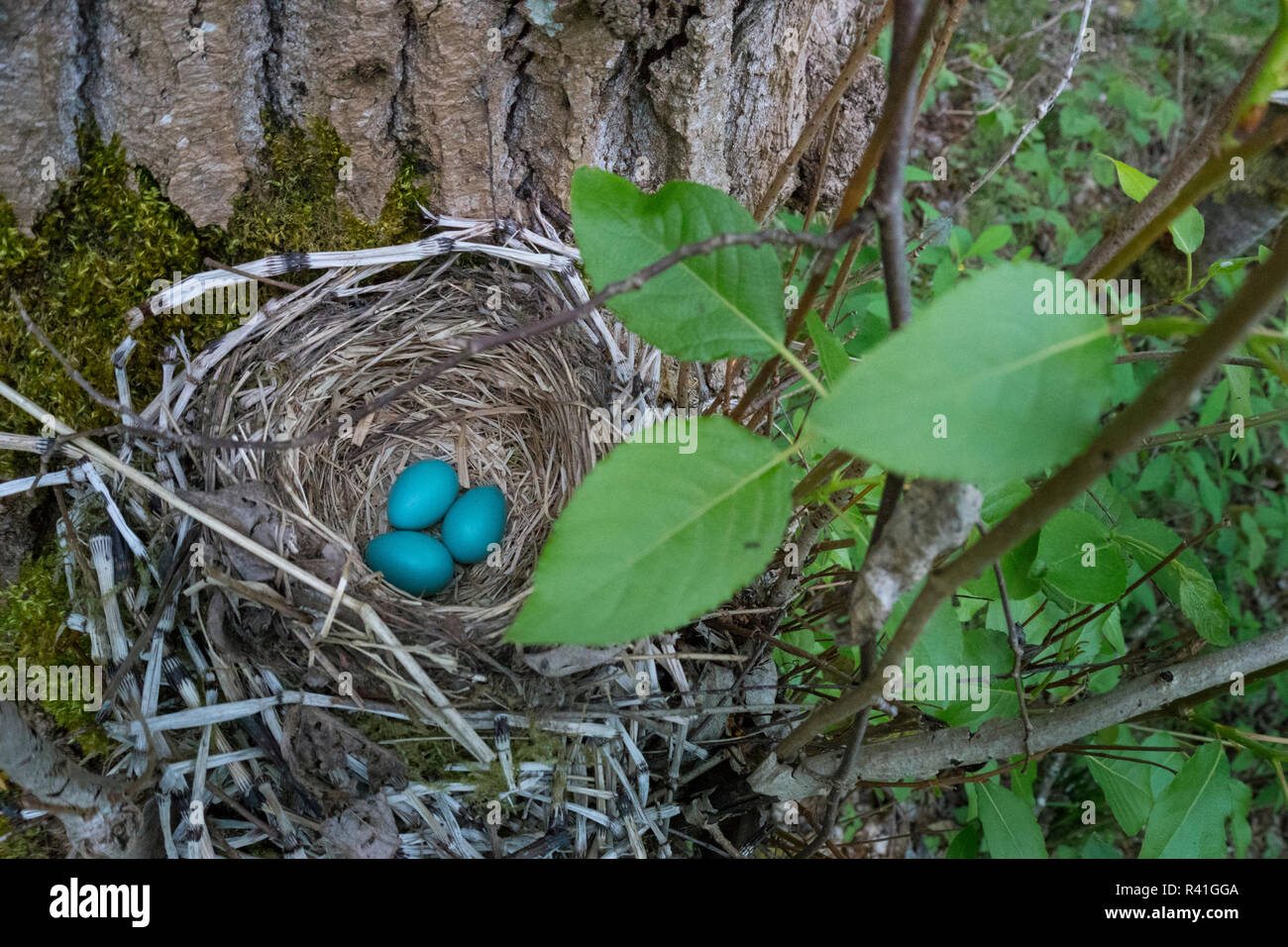 Stati Uniti d'America, nello Stato di Washington. Tre American Robin, Turdus migratorius, blu cielo le uova in un nido a Marymoor Park, Redmond. Foto Stock